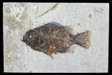 Fossil Fish (Cockerellites) - Green River Formation #107888-1